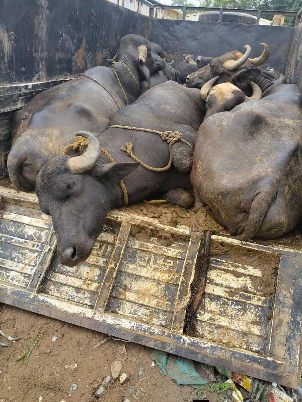 अनूपपुर: दो पिकअप से 15 मवेशी छुड़ाए, तस्कर भागे, चालक और तस्करों पर मामला दर्ज
