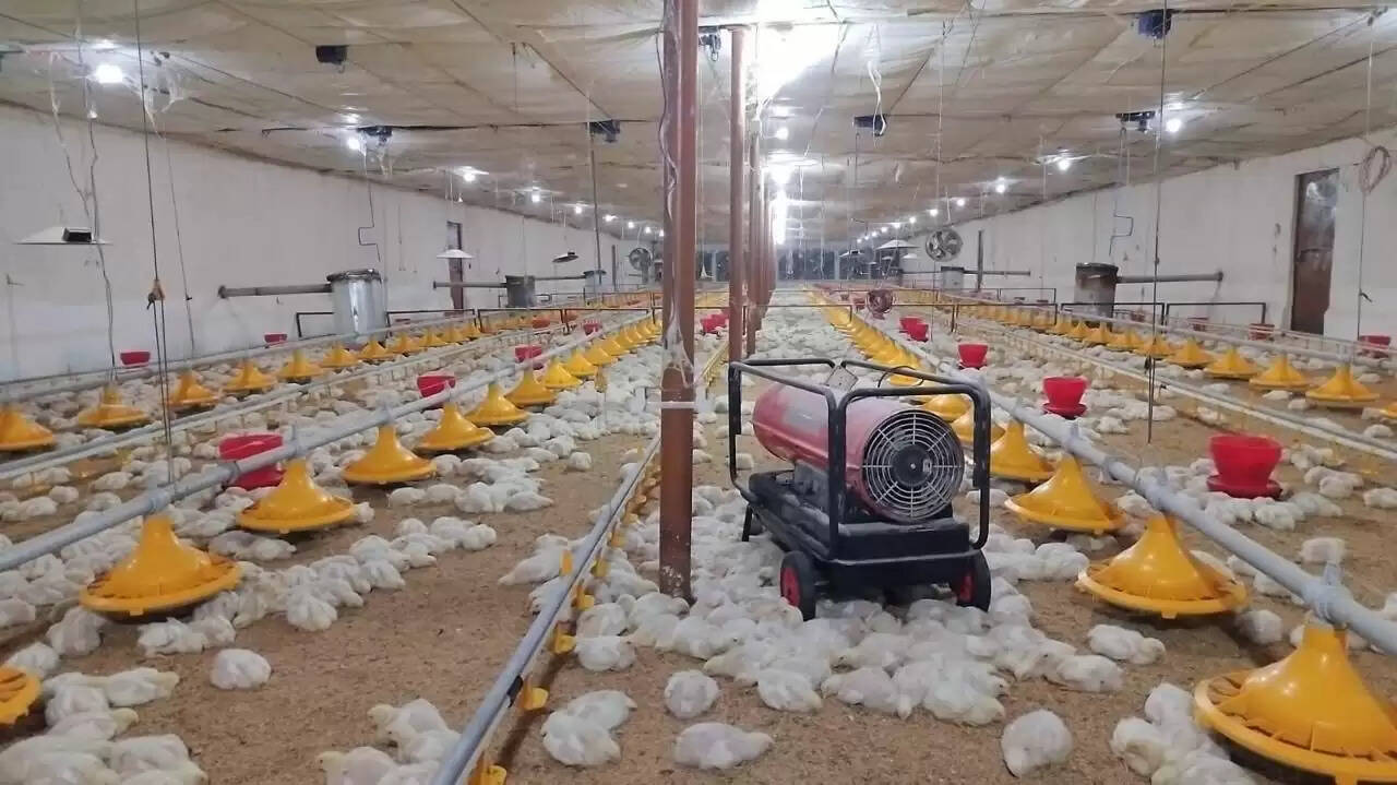 आधुनिक पोल्ट्री उद्यमिता से युवा हो रहे आर्थिक रूप से सक्षम, अन्य को मिल रहा रोजगार