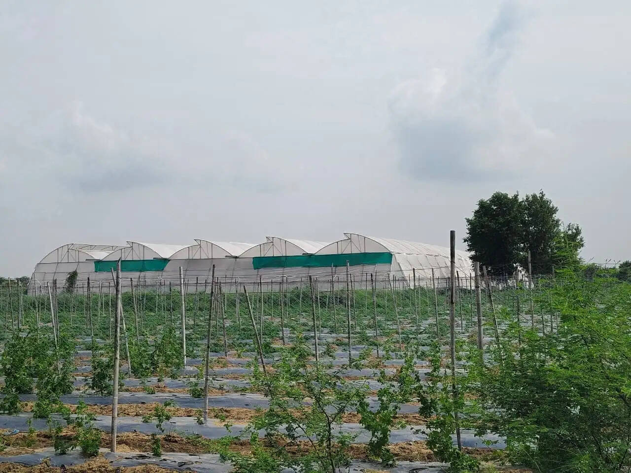 सब्जी उत्पादन करने वाले किसानों के लिए बनेगा सपोर्ट सिस्टम