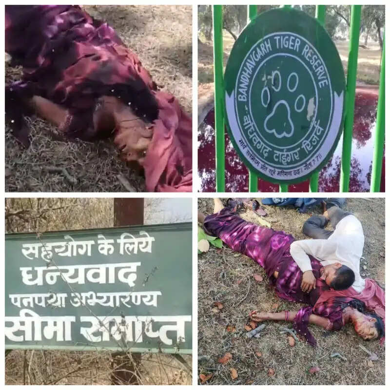 बांधवगढ़ में फिर बाघ का हमला, तेंदूपत्ता तोड़ने गई महिला की मौत, 15 दिन में दूसरी मौत
