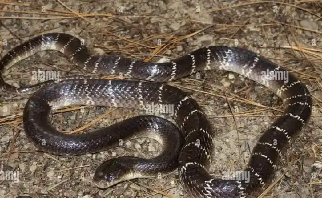 करैत सांप के डसने से आठवीं के छात्र की मौत, जमीन पर सोते समय हुआ हादसा