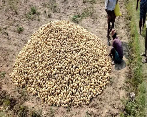 सरकारी खरीदी की घोषणा के बाद भी खत्म नहीं हो रही आलू किसानों की मुश्किलें