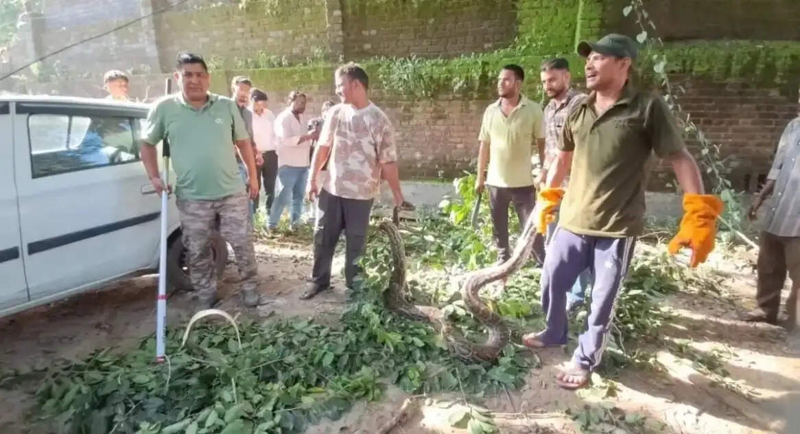 निर्मल बाग कॉलोनी में 16 फुट लंबे अजगर से हड़कंप