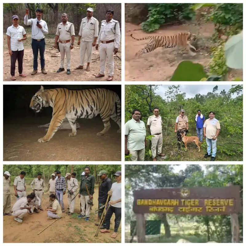बांधवगढ़ में कॉलरधारी बाघिन सुरक्षित मिली, कंकाल मिलने की आशंका के बाद हरकत में आया पार्क प्रबंधन