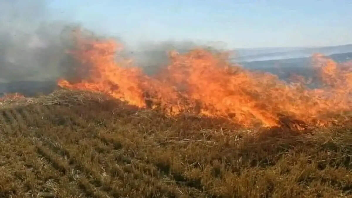 नरवाई जलाने से मिट्टी की उर्वरता घटती है, किसान फसल अवशेषों का करें उपयोग: डॉ. अखिलेश