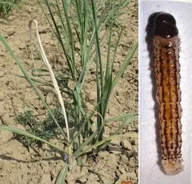 अप्रैल से जून तक गन्ना किसानों को करनी होगी फसलों की खास देख-रेख