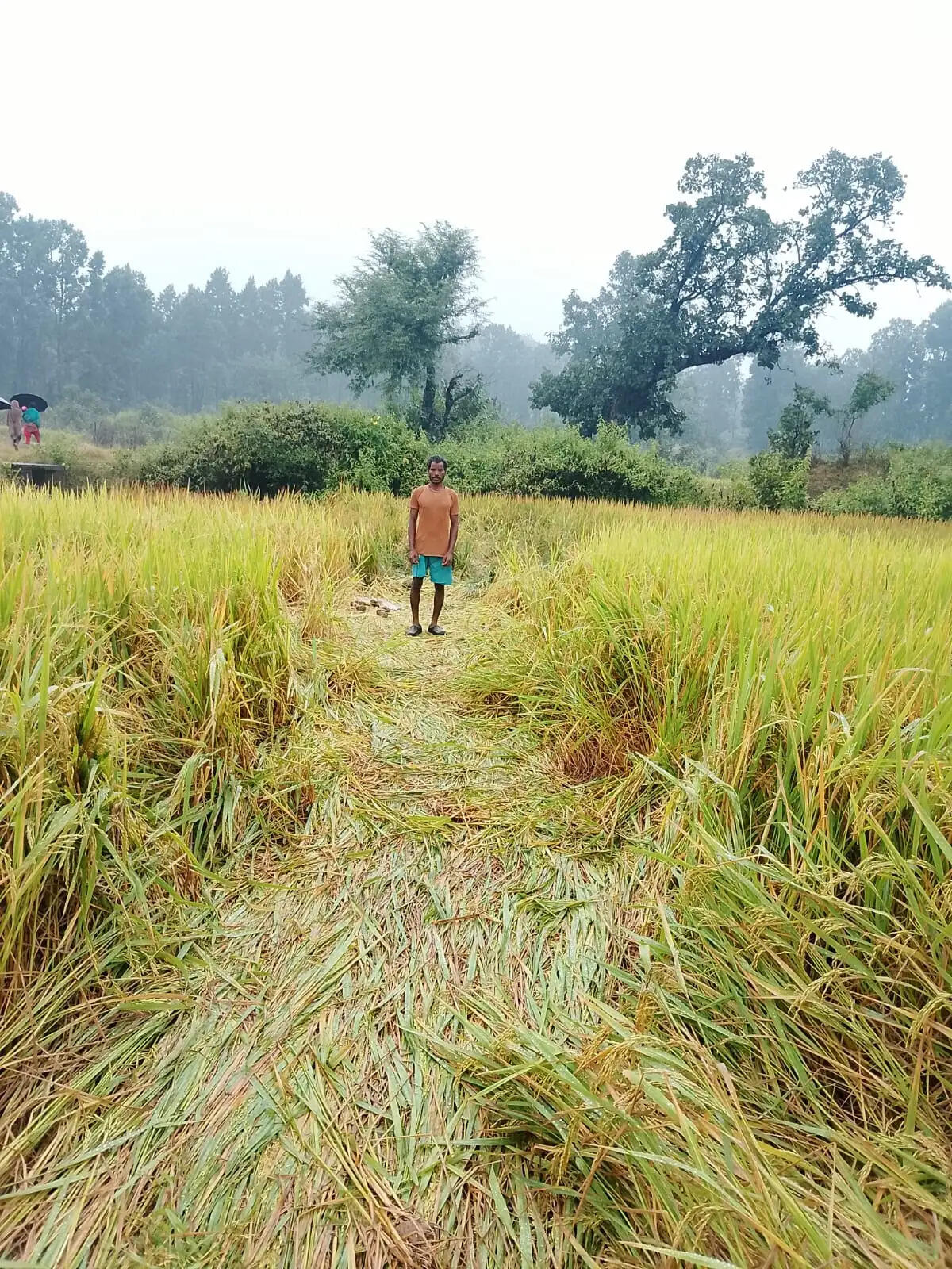 हाथियों ने घर तोड़े, धान की फसल रौंदी
