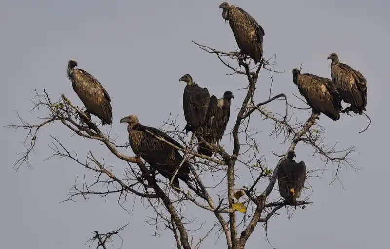 मप्र में ग्रीष्मकालीन प्रदेशव्यापी गिद्ध गणना शुरू, पहले दिन विभिन्न स्थानों पर मिले 8810 गिद्ध