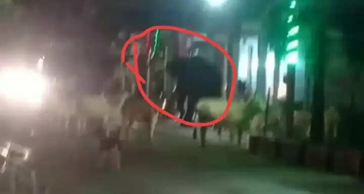 अनूपपुर: जैतहरी नगर में हाथी ने मचाया तांडव, चीखने-चिल्लाने की आवाज सुन हुआ अक्रामक