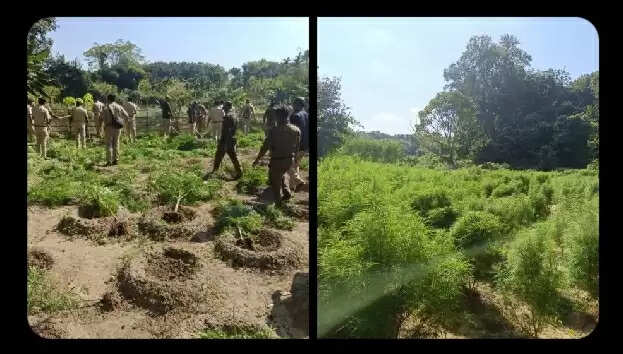 नामती पुलिस के अभियान में भारी मात्रा में गांजा जब्त, दो तस्कर गिरफ्तार