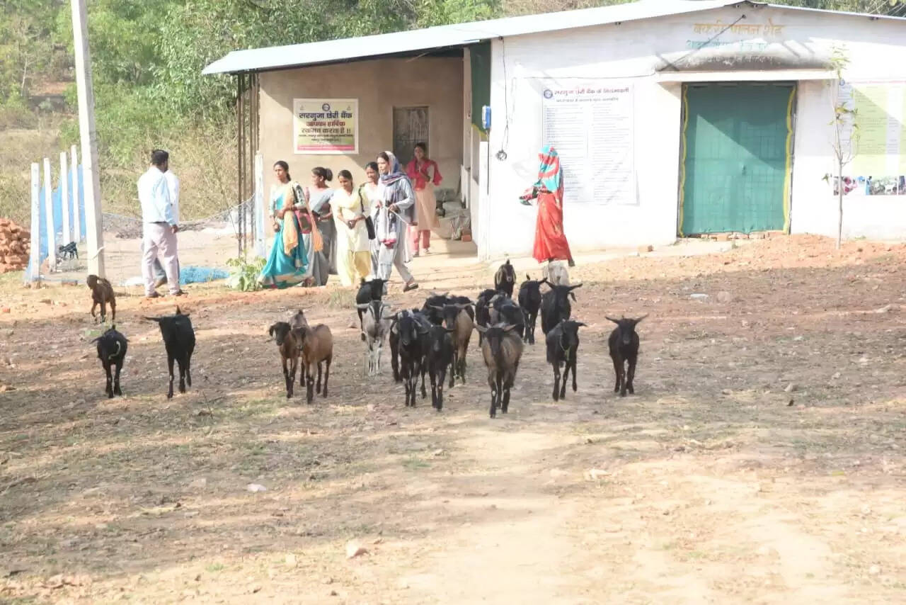 अंबिकापुर : सरगुजा की 'छेरी बैंक' योजना से ग्रामीण महिलाओं की आजीविका में आया क्रांतिकारी बदलाव