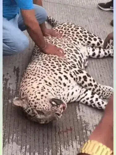 चित्तौड़गढ़ में हाईवे पर अज्ञात वाहन की टक्कर से पैंथर की मौत