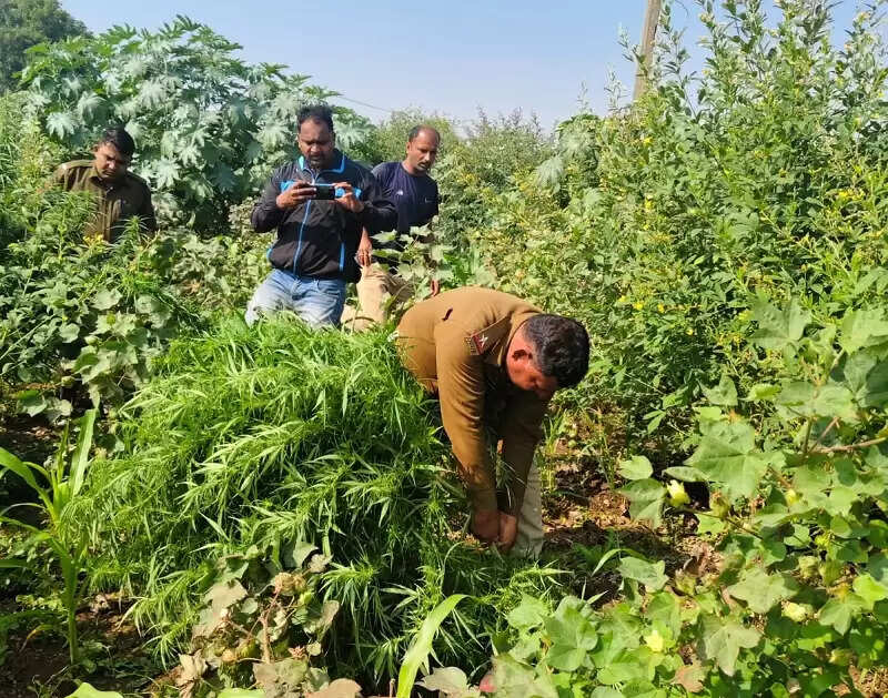 मध्य प्रदेश पुलिस की अवैध मादक पदार्थों पर बड़ी कार्रवाई, 3 दिनों में 1.75 करोड़ से अधिक की सामग्री जब्त