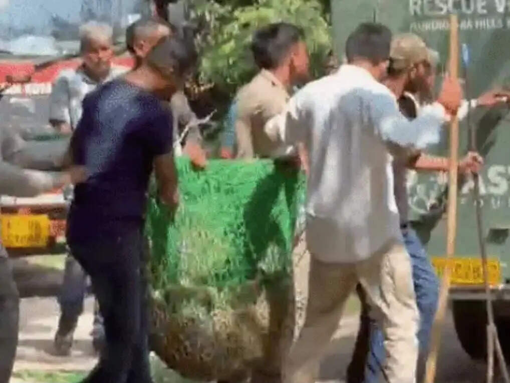 40 फीट ऊंचे जामुन के पेड़ पर चढ़ा लेपर्ड, 5वीं कोशिश में हुआ ट्रैंकुलाइज; साढ़े 3 घंटे चला रेस्क्यू