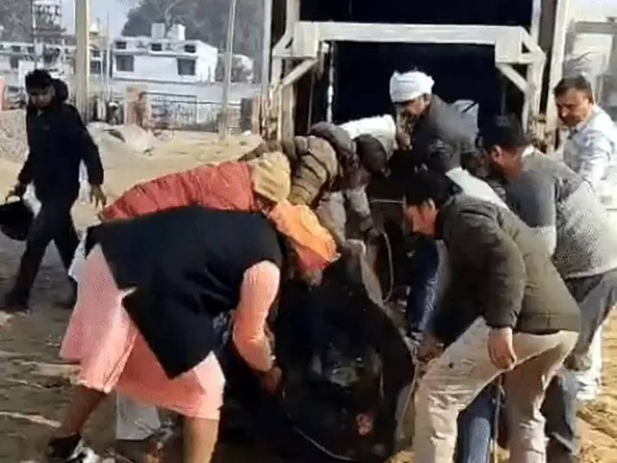 हिसार : कचरे के ढेर में मृत मिली गाय, चार हिरासत में