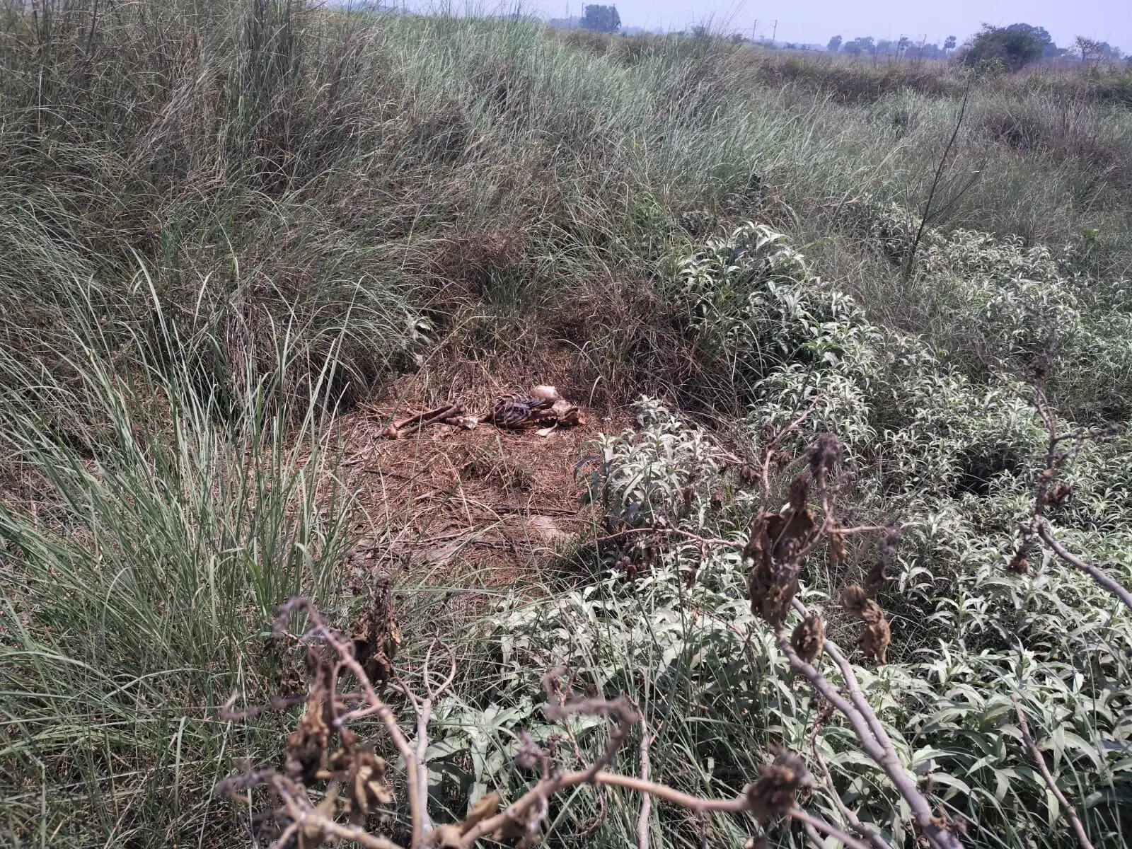 जलालपुर पेट्रोल पंप के पास झाड़ियों में मानव कंकाल मिलने से सनसनी