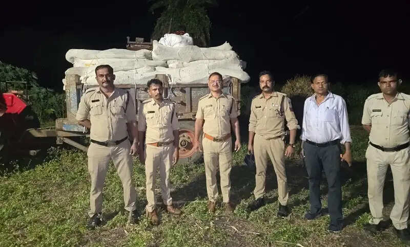 मप्रः नीमच एवं धार में आठ खेतों से 5.89 करोड़ रुपये कीमत के 34 क्विंटल से अधिक गांजे के पौधे जब्त