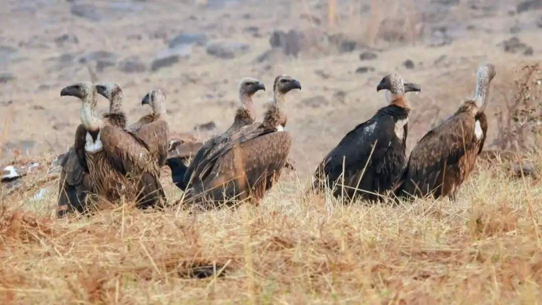 सागर: भारतीय गिद्धों की संख्या सबसे अधिक, सात अलग-अलग प्रजातियों की हुई पुष्टि