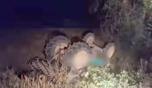 गोआलतोड़ में ट्रैक्टर हादसे में दो ग्रामीणों की मौत