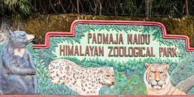 दार्जिलिंग चिड़ियाघर में तीन हिमालयन गोरल शावकों का जन्म