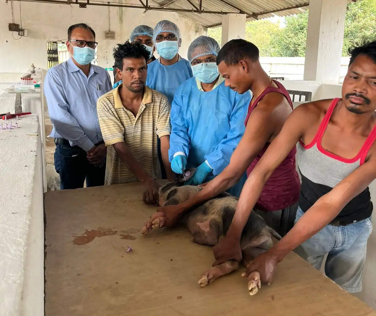 अंबिकापुर : अफ्रीकन स्वाइन फीवर वैक्सीन का पहला ट्रायल शुरू, पशुपालन क्षेत्र के लिए बड़ी उम्मीद