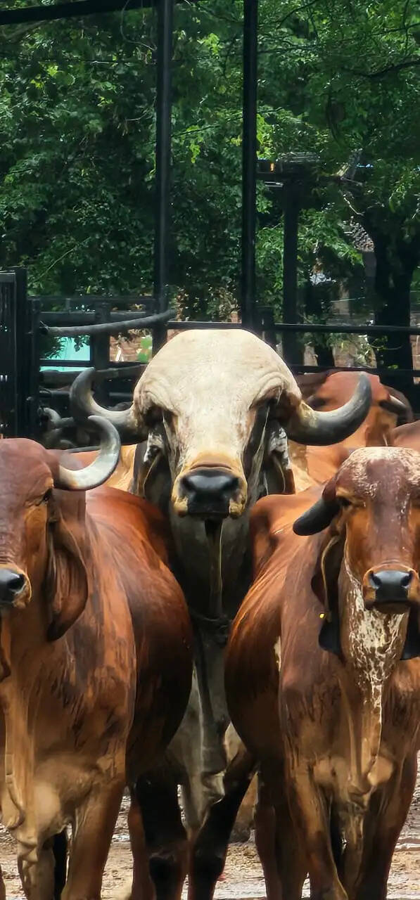 गो सेवा में देश-दुनिया के लिए रोल मॉडल बना यूपी