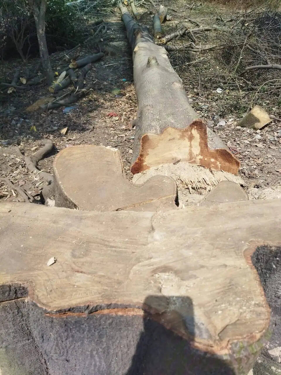 अनूपपुर: धड़ल्ले से हो रही पेड़ों की कटाई, वन विभाग की कार्यप्रणाली पर उठे सवाल