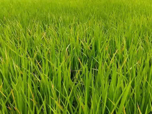 अनूपपुर: चक्रवात का असर, जिले में 24 घंटे में 1 इंच बारिश, खेतों की नमी से फसल को फायदा