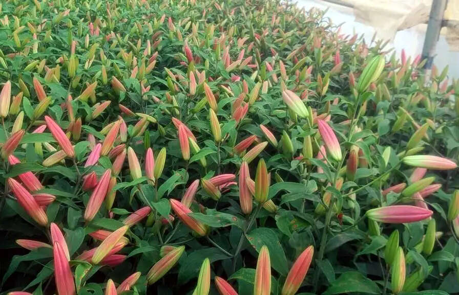 कमलेश ने फूलों की खेती से लिखी सफलता की नई कहानी