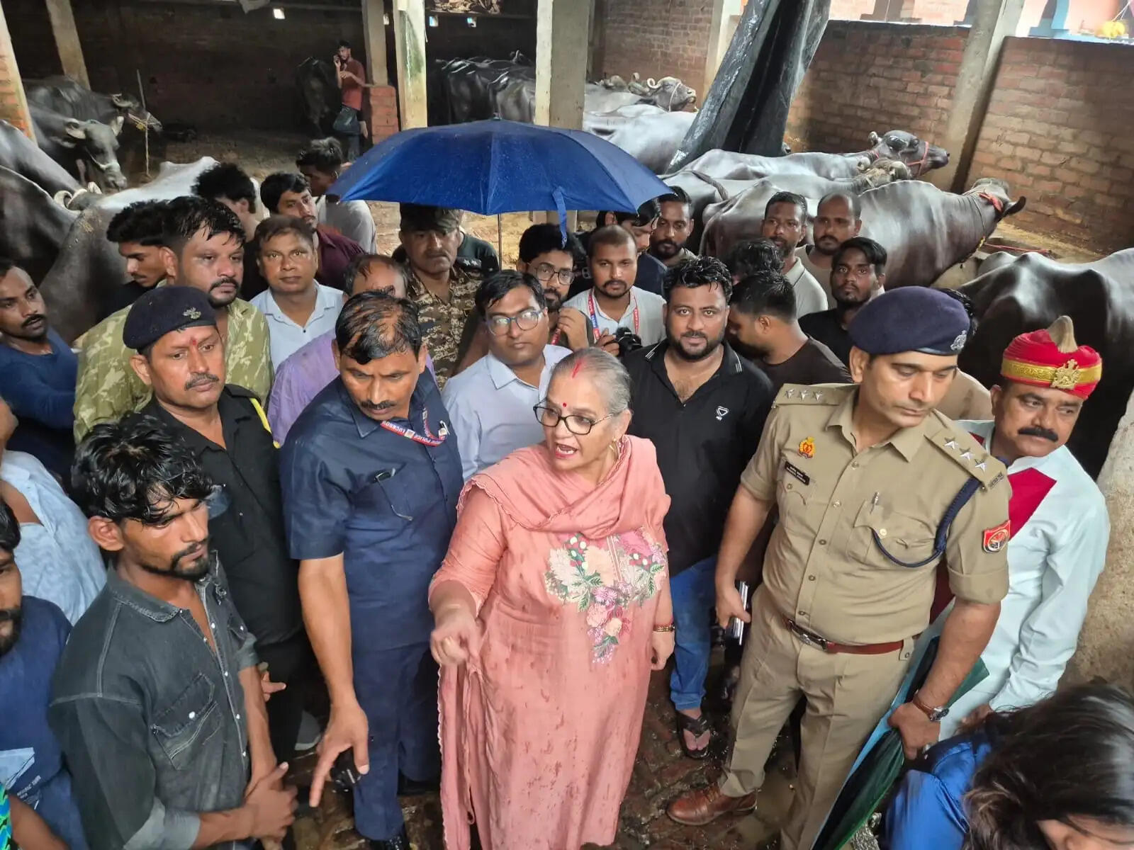 लखनऊ : पारा क्षेत्र की अवैध दूध डेयरियों पर नगर निगम की बड़ी कार्रवाई, पकड़े गए 197 पशु