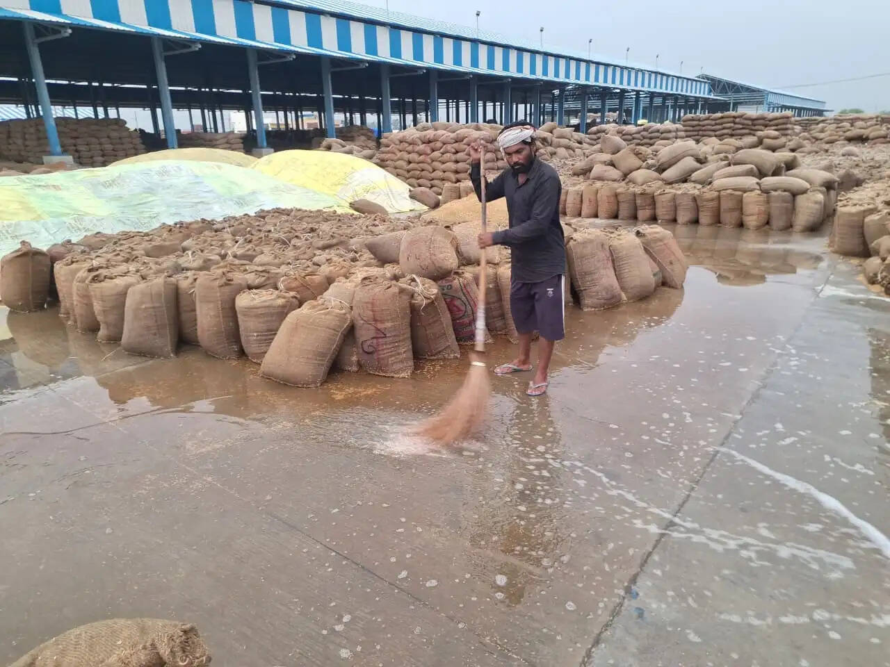 कैथल: बारिश ने बिगाड़ी किसानों की मेहनत, डेढ़ लाख मीट्रिक टन धान भीगा