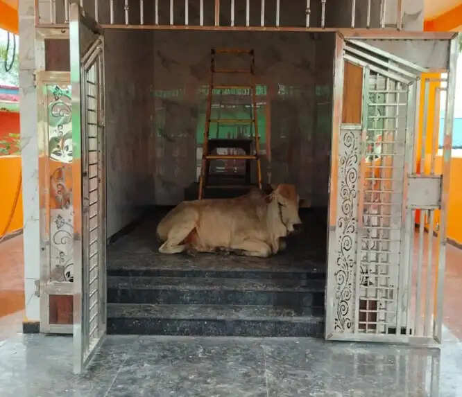 नव निर्मित शिव मंदिर प्राण प्रतिष्ठा में पहुंचा नंदी, श्रद्धालुओं में उत्साह