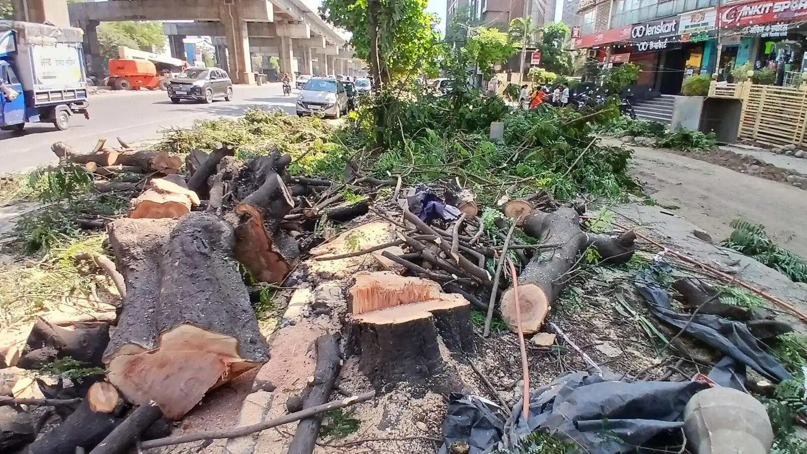 ठाणे में आबादीनुसार चौथाई पेड़ शेष , आंकड़े सिर्फ 7.22लाख पेड़ों के