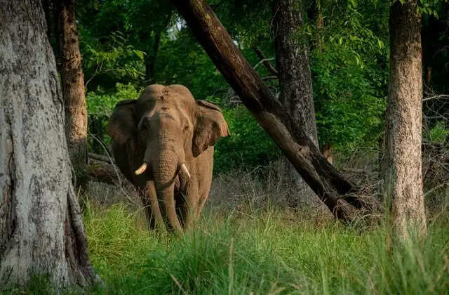 जंगली हाथी का तांडव, कई घरों और फसलों को भारी नुकसान