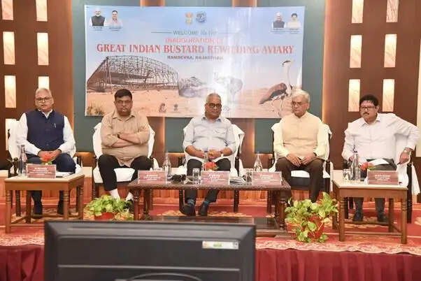 गोडावण को जंगल में बसाने की तैयारी शुरू, जैसलमेर में कैप्टिव-ब्रेड पक्षियों की रीवाइल्डिंग का पहला चरण