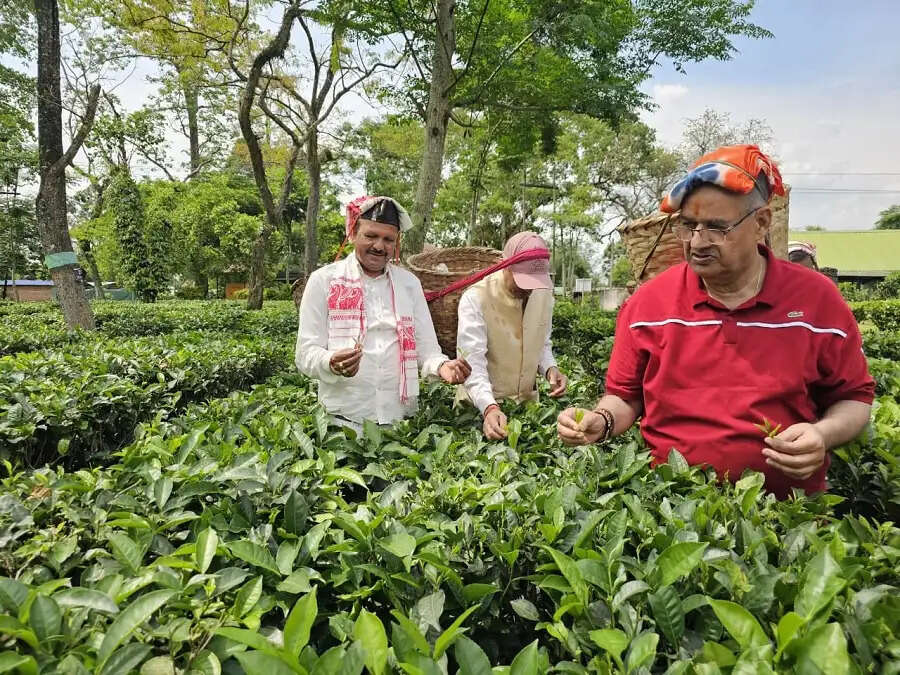 असमः हाथीकुली चाय बागान में महिला श्रमिकों के साथ उत्तराखंड के कृषि मंत्री जोशी ने तोड़ी चाय की पत्तियां