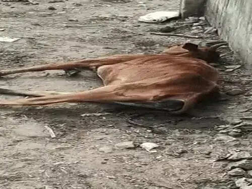 कोरबा में चारा-पानी के अभाव में दाे गायों की मौत, 17 दिनों से बाउंड्री में बंद थे मवेशी