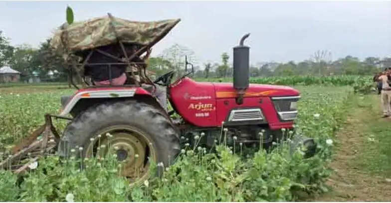 फालाकाटा में प्रशासन ने नष्ट किया डेढ़ बीघा अवैध अफीम की खेती