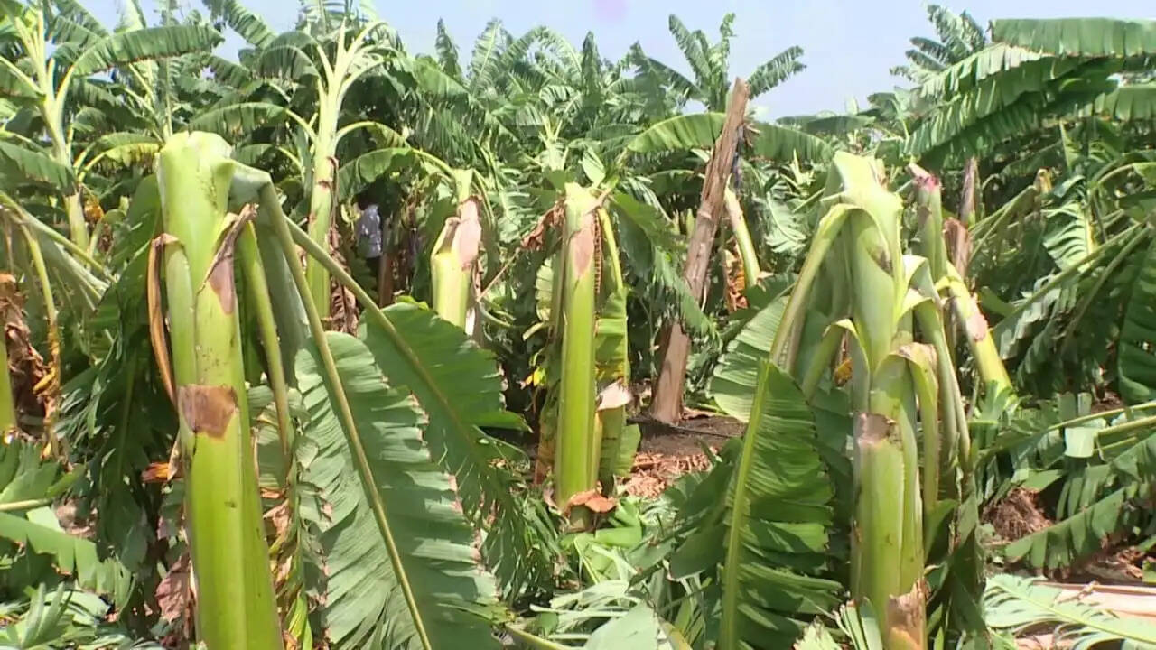 अकाल बारिश से बागवानी काे नुकसान, कर्ज लेकर फसल लगाने वाले किसान का केला बागान तबाह