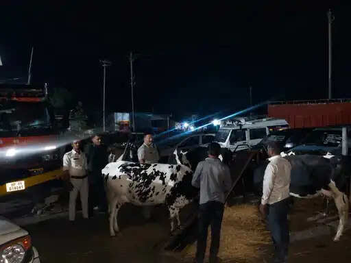 सिवनी में गोवंश से भरा ट्रक जब्त, चार तस्कर गिरफ्तार, यूपी से महाराष्ट्र ले जाया जा रहा था
