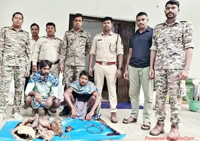 जंगली सुअर के शिकार के दो मामलों में तीन ग्रामीण गिरफ्तार, वन विभाग की कार्रवाई