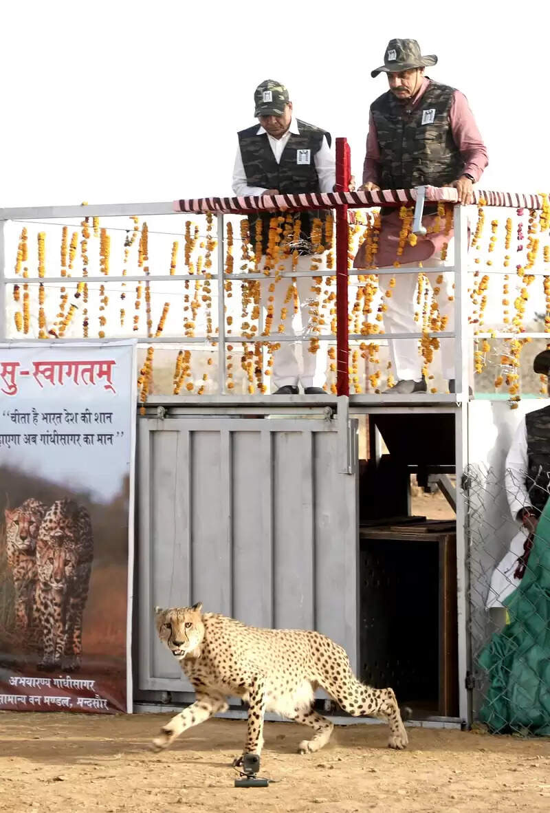 गांधी सागर अभयारण्य बना चीतों का नया घर, मुख्यमंत्री ने खुले बाड़े में छोड़े दो चीते