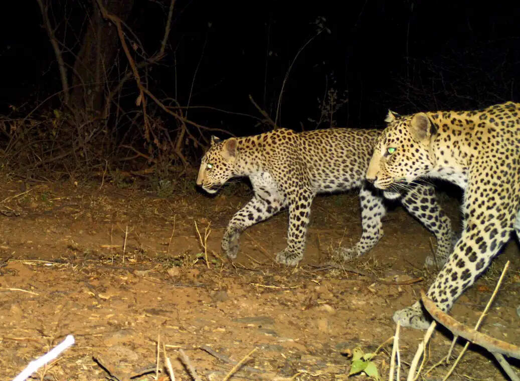 अरावली में तेंदुआ-मानव संघर्ष की नई तस्वीर: नुकसान भारी, फिर भी कायम है सहअस्तित्व