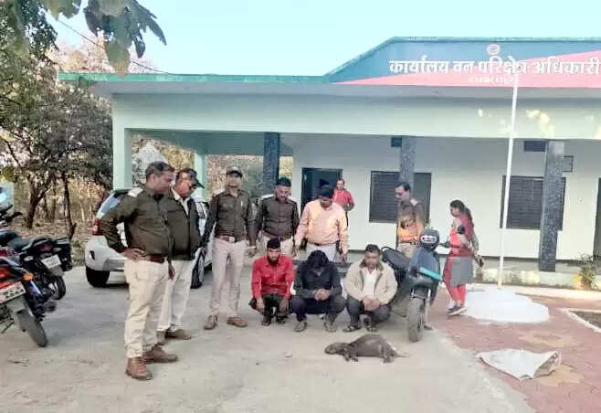 शाजापुरः सेही का शिकार कर रहे तीन आरोपियों को वन विभाग ने पकड़ा