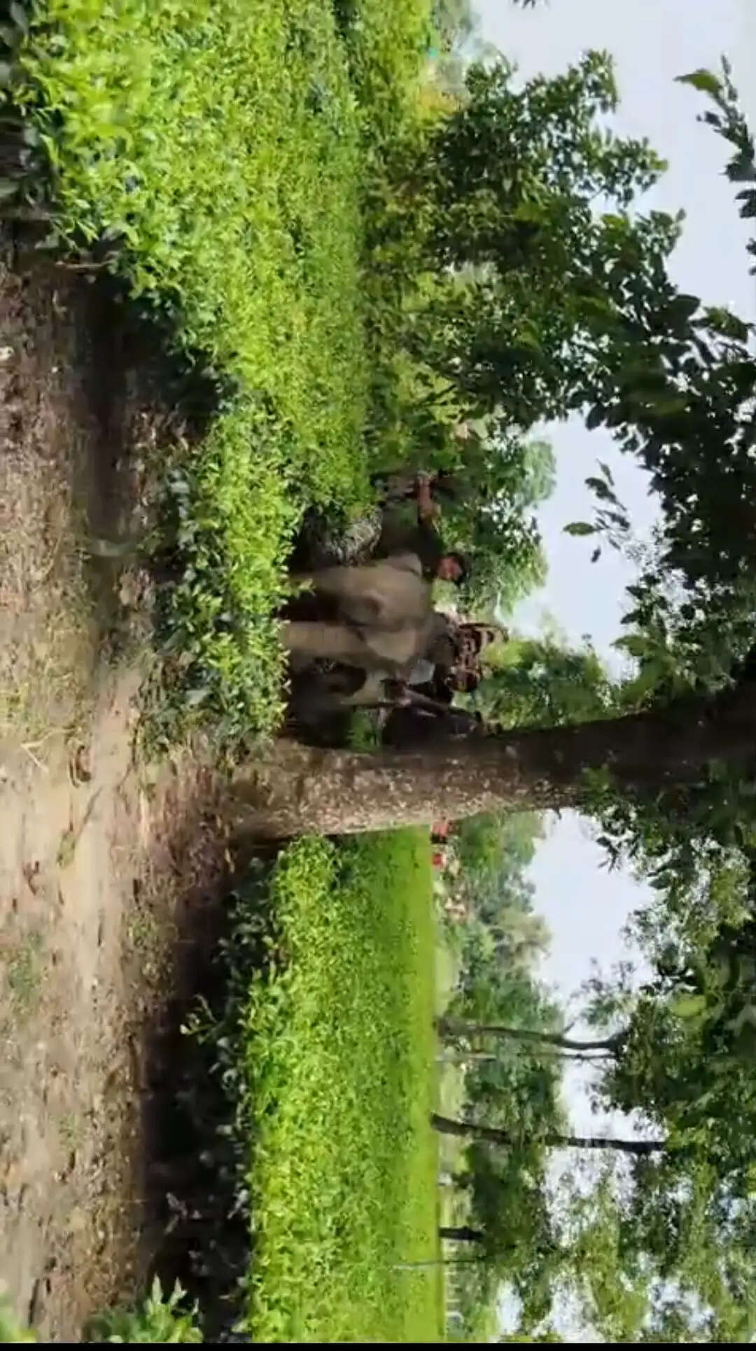 झुंड से बिछड़ा हाथी का शावक गांव में पहुंचा, ग्रामीणों में दहशत