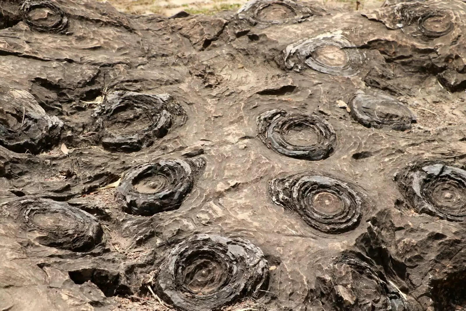 दुनिया का सबसे प्राचीन सोनभद्र का जीवाश्म पार्क यूनेस्को की धरोहर में शामिल