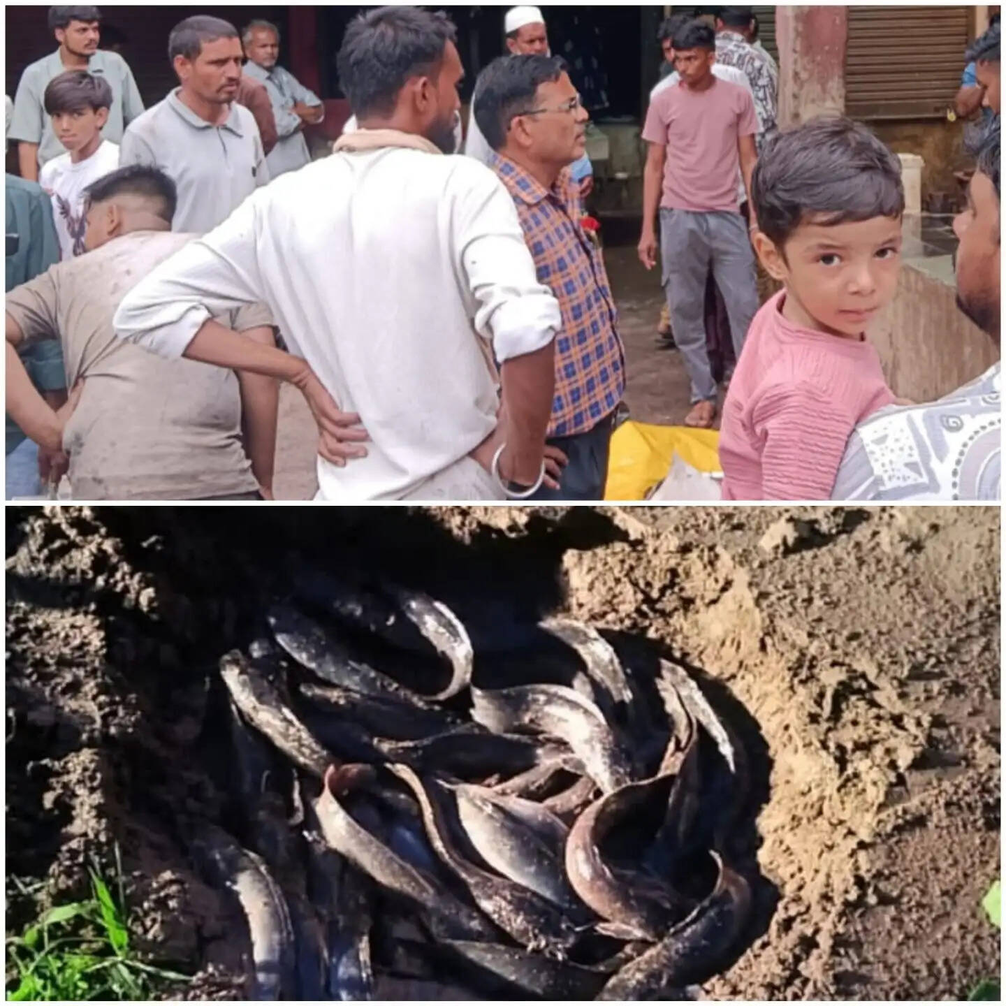 राजगढ़ में बंद ऋतु के दौरान अवैध मत्स्याखेट पर कार्रवाई, 125 किलो मछली जब्त