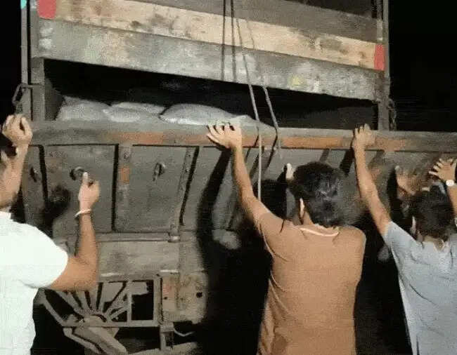 गुनाः नारकोटिक्स ब्यूरो ने ट्रक से पकड़ा 3 करोड़ का डोडा-चूरा, तस्करों की कार ने बाइक सवार परिवार को कुचला