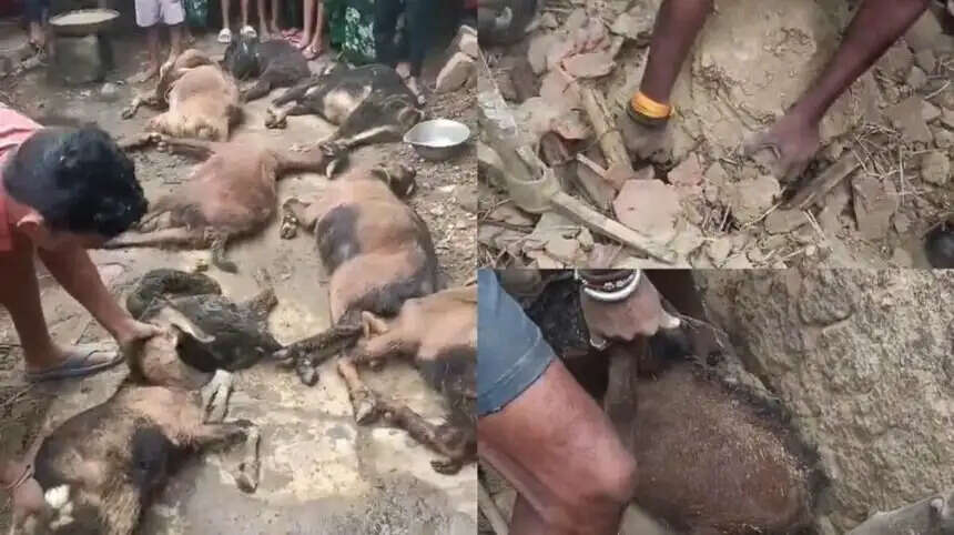 कच्ची दीवार ढहने से 11 बकरियों की मौत, पशुपालक परिवार पर टूटा दुखों का पहाड़