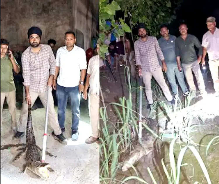 खेत से लेकर बाथरूम तक पहुंच गए मगरमच्छ